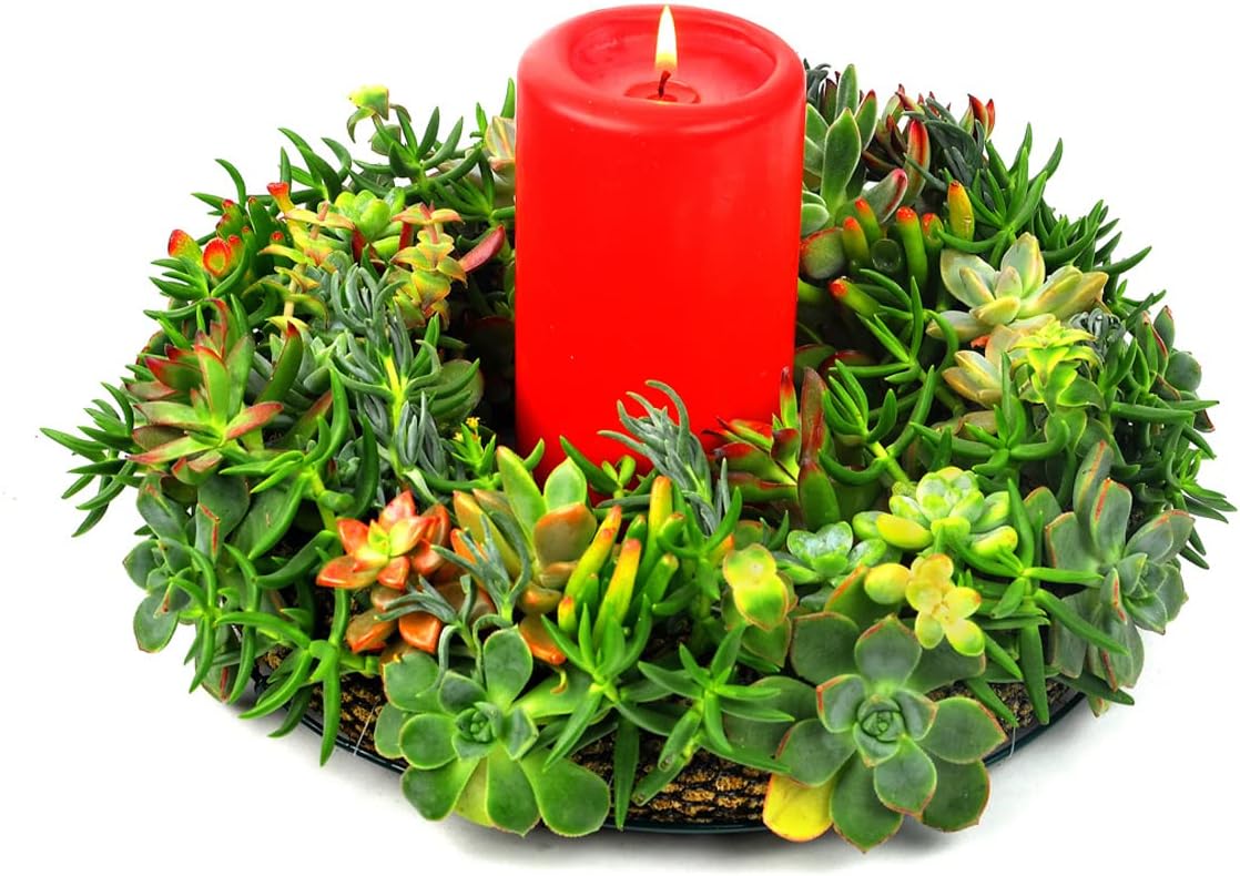 Mosser Lee KEW12B Sphagnum Moss Living Wreath